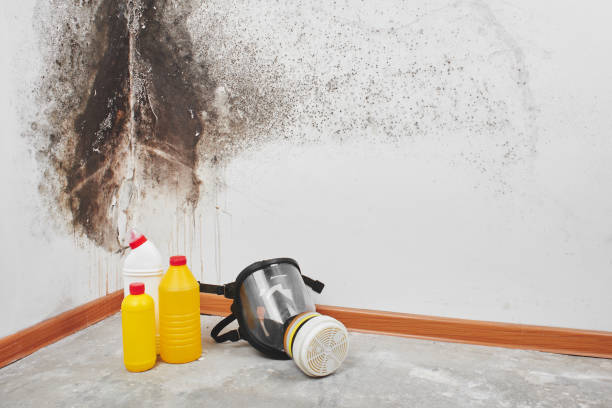 Attic Mold Removal in Kenner, LA