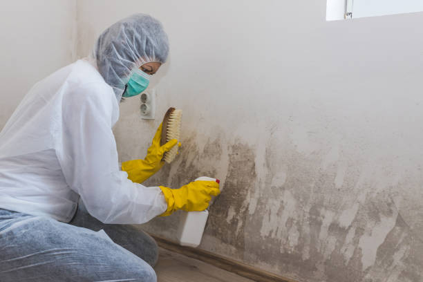 Best Black Mold Removal  in Kenner, LA