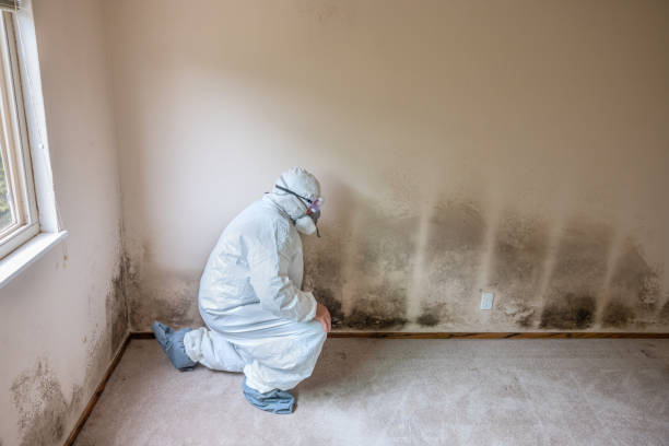Best Attic Mold Removal  in Kenner, LA