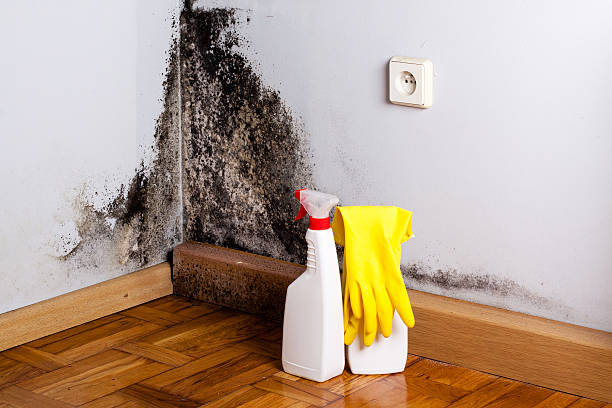 Best Toxic Mold Removal  in Kenner, LA