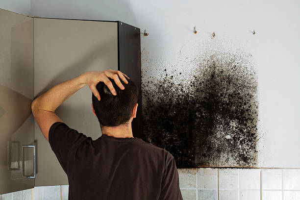 Best Black Mold Removal  in Kenner, LA